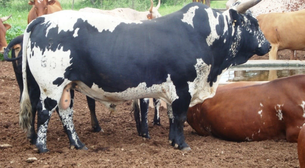 Nguni Cattle