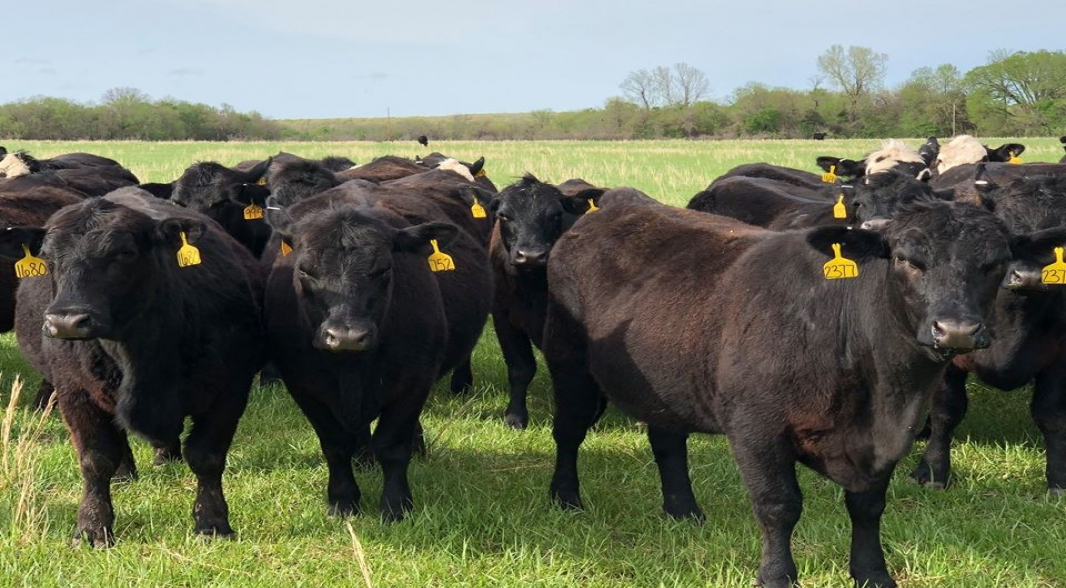Angus Cattle