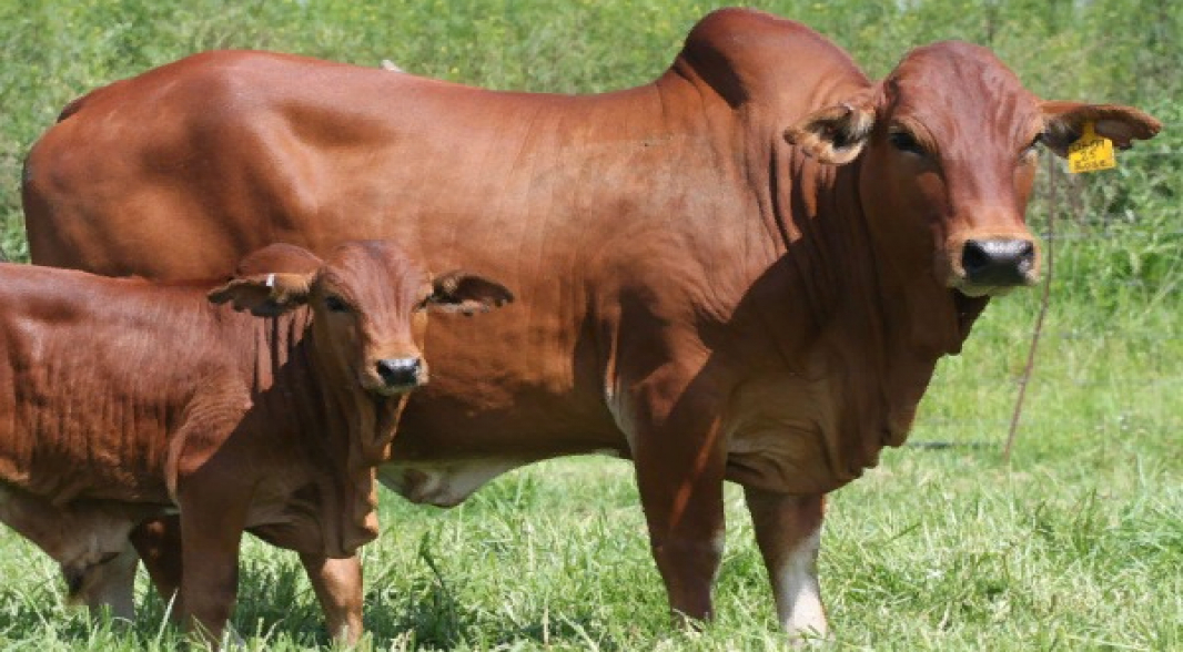 Ankole Longhorn