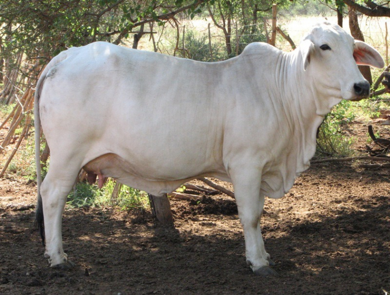 Brahman Cattle